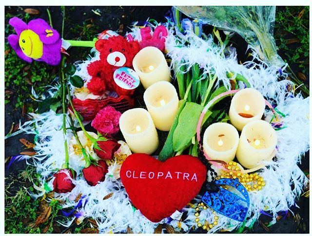 The Krewe of Cleopatra is sending our love to the Mystic Krewe of Nyx. We also send prayers and thoughts to the family of the woman involved in this terrible tragedy. We wish everyone a safe and happy time for the rest of Carnival season. ift.tt/2V7Kh6d