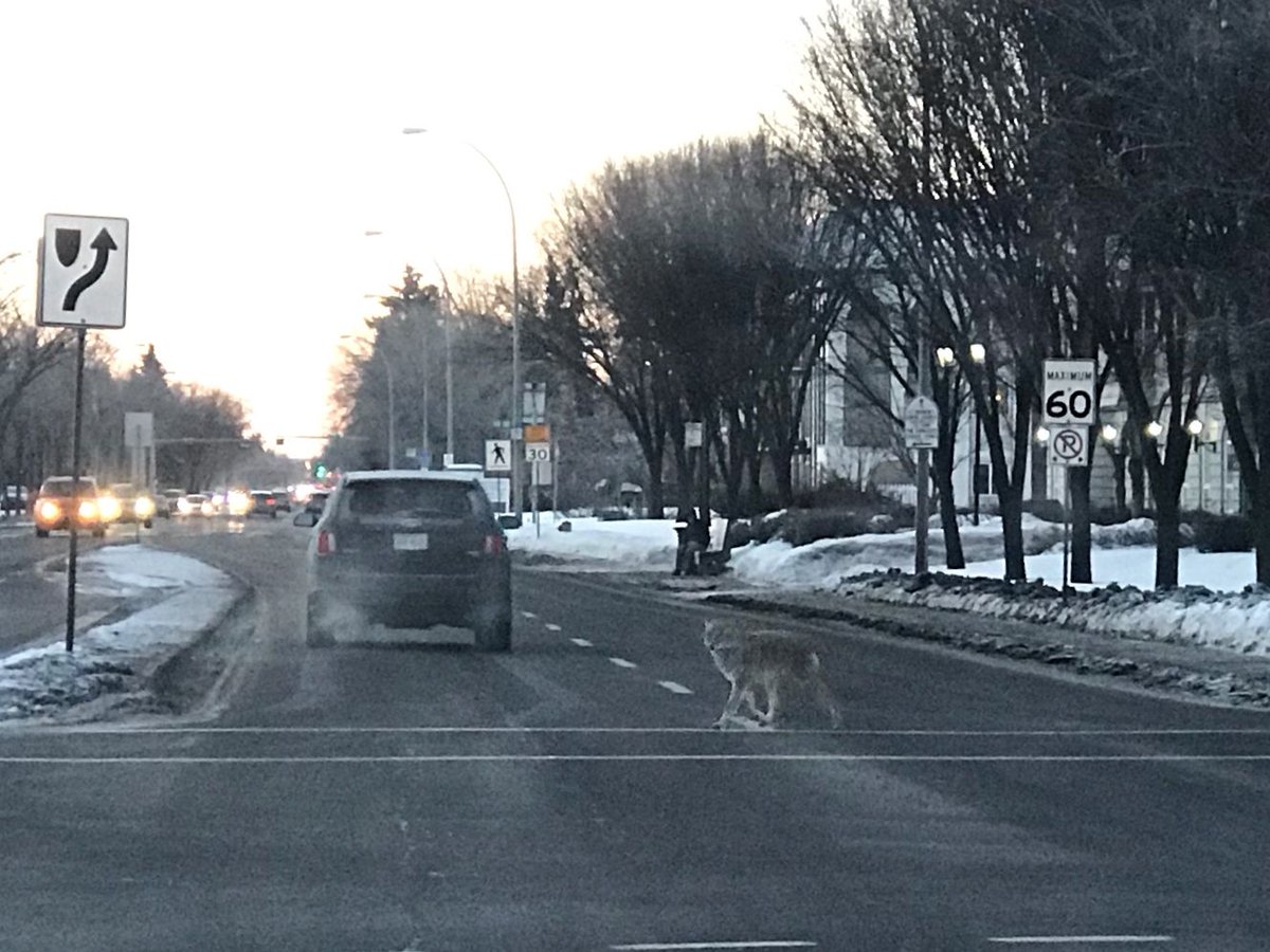 ABMINatureLynx's tweet photo. Why did the Coyote cross the road?
Sighting shared by NatureLynx user Lightbendr
#sightingshowcase #capturecuriosity #albertasnatureapp https://t.co/SykckF4N3Q