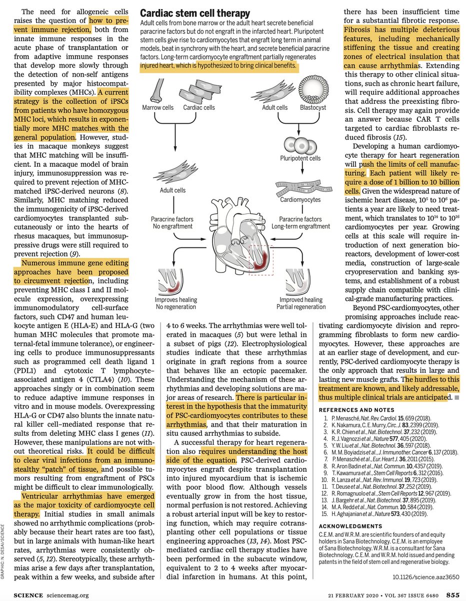 Eric Topol (@erictopol) on Twitter photo 18 years after the first stem cell clinical trials for heart damage there is little to show for it.
Can the next chapter using pluripotent stem cells make a difference?
science.sciencemag.org/content/367/64……
@sciencemagazine by <a href="/UWISCRM/">ISCRM at UW</a> <a href="/UWMedicine/">UW Medicine</a>
w/ @Sciencevisuals <a href="/nirja_desai/">Nirja Desai</a> 18 years after the first stem cell clinical trials for heart damage there is little to show for it.
Can the next chapter using pluripotent stem cells make a difference?
science.sciencemag.org/content/367/64……
@sciencemagazine by <a href="/UWISCRM/">ISCRM at UW</a> <a href="/UWMedicine/">UW Medicine</a>
w/ @Sciencevisuals <a href="/nirja_desai/">Nirja Desai</a>