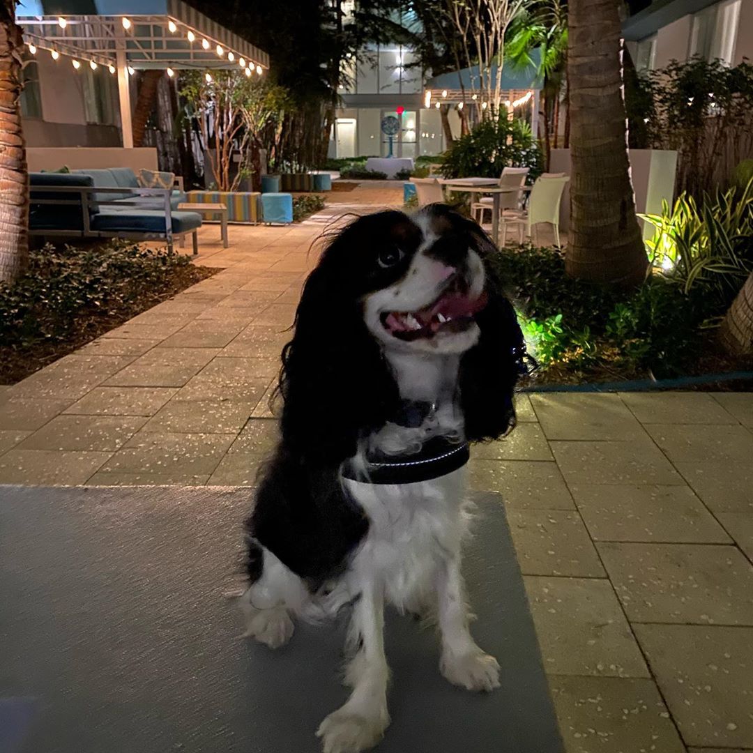 Res_InnSurfside's tweet photo. This #LoveYourPetDay, we're celebrating Sneakers and all our wonderful dogs that call our pet-friendly hotel a home away from home (walking_sneakers)! https://t.co/jHDtZCc9jM