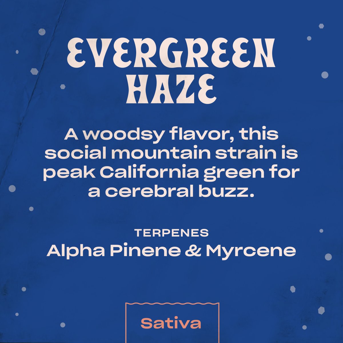 here's a deeper dive into Evergreen Haze, our sociable sativa with a sweet, earthy exhale. 💨 

tried it? let us know what you think!