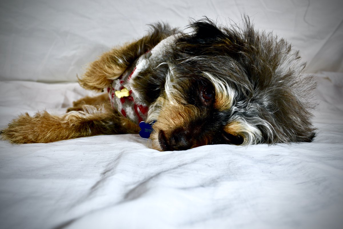 altoserv's tweet photo. Insurance is nothing to lie down on. Get the help you need for navigating the waters of claims &amp; Insurance w/ altoserv at https://t.co/KeLvMeeMi9. Be prepared next time you file a claim. #NationalLoveYourPetDay #LoveYourPetsDay #loveyourpetday2020 #ThursdayThought #ThursdayWisdom https://t.co/5TBLlRNhW5