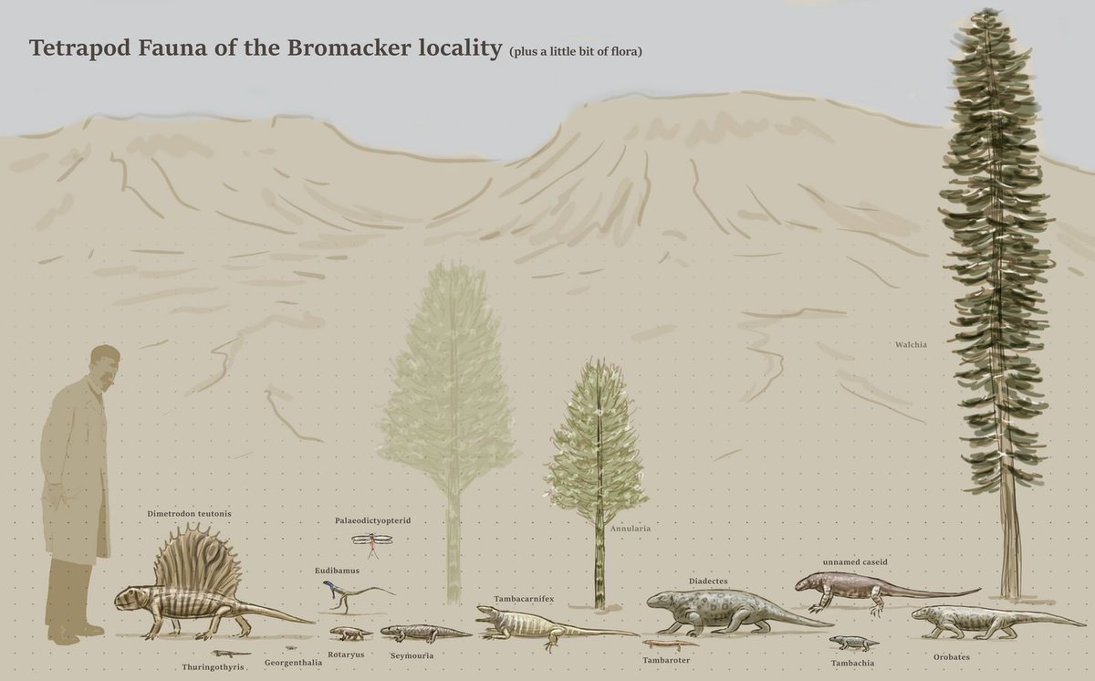 JoschuaKnuppe's tweet photo. A reminder that the Bromacker Paleoart contest is still going on! In case people need literature, message me and you get a link to a dropbox folder full of references. #paleoart #permain #bromacker #upland #sciart https://t.co/79DQrKCZ6S