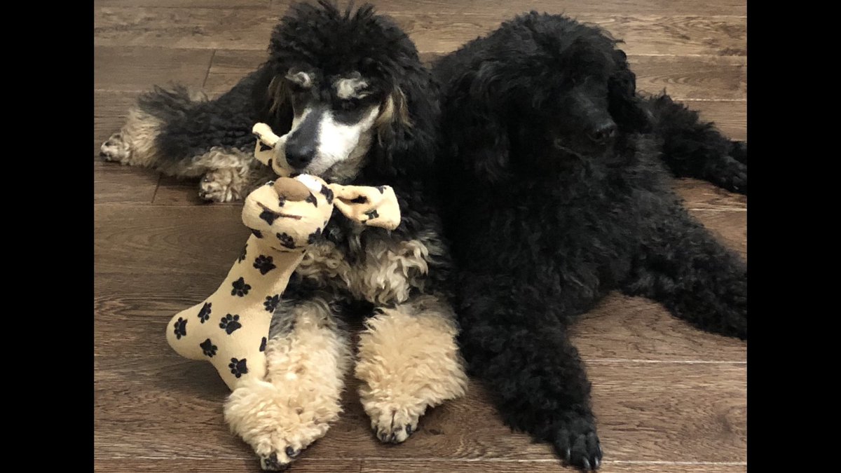 Shelleyanne8's tweet image. Brotherly love #poodles #poodle #phantompoodle
