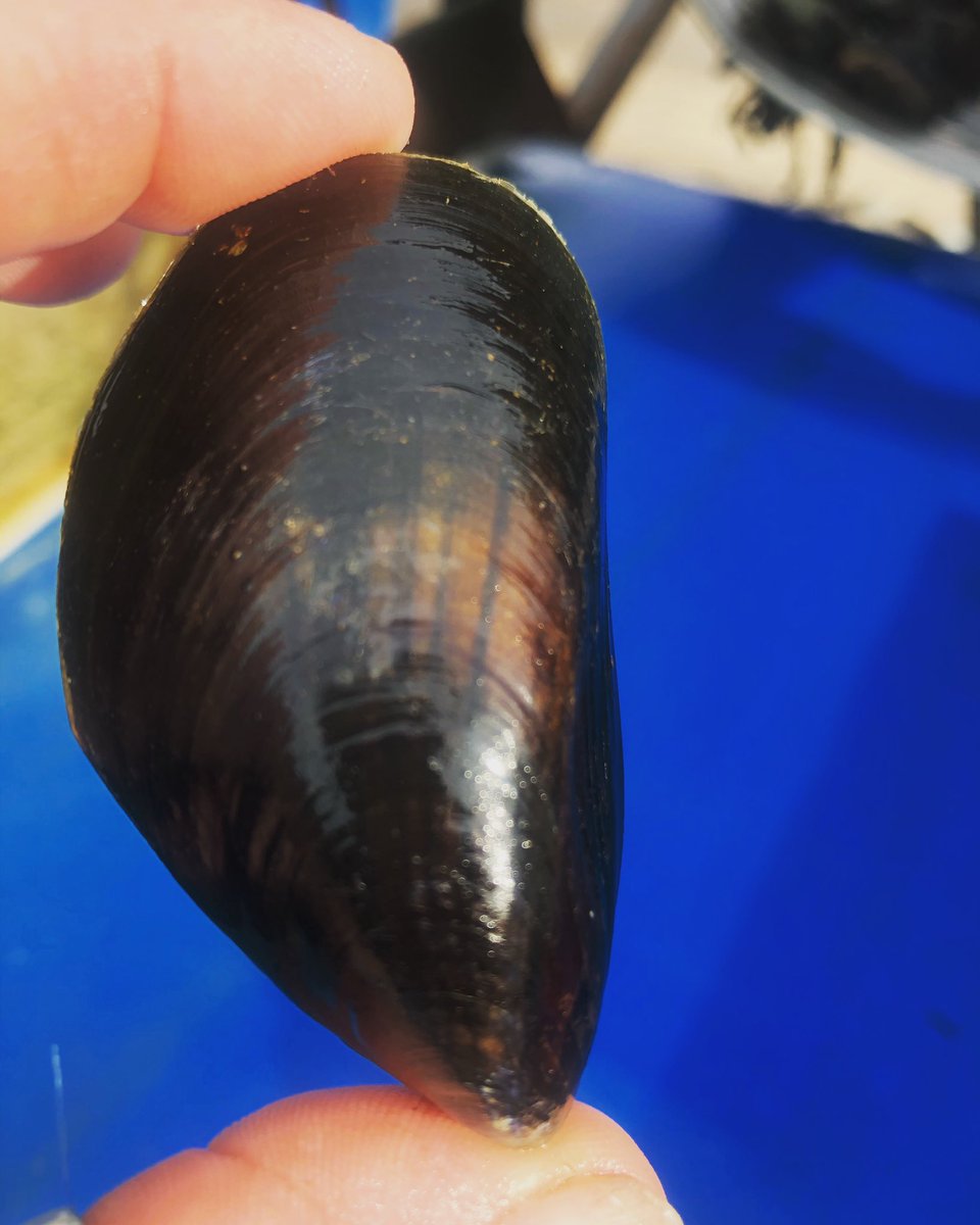 brancasterbay's tweet image. Beautifully clean &amp;amp; the #perfectsize 
Our #brancastermussels are the best! 😊
Live #mussels available for you to take home &amp;amp; cook yourself from the blue house with all the #mussel signs opposite the jolly sailors on the #coastroad in #brancasterstaithe 

#moulesfordinner