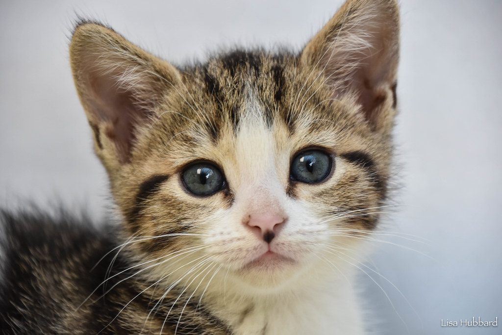 Cincinnati Zoo On Twitter House Cats Help Us Spread The Message Of Responsible Pet Ownership Domestic Cats Are The Only Cats Uniquely Adapted To Living In Our Homes We Partner With The