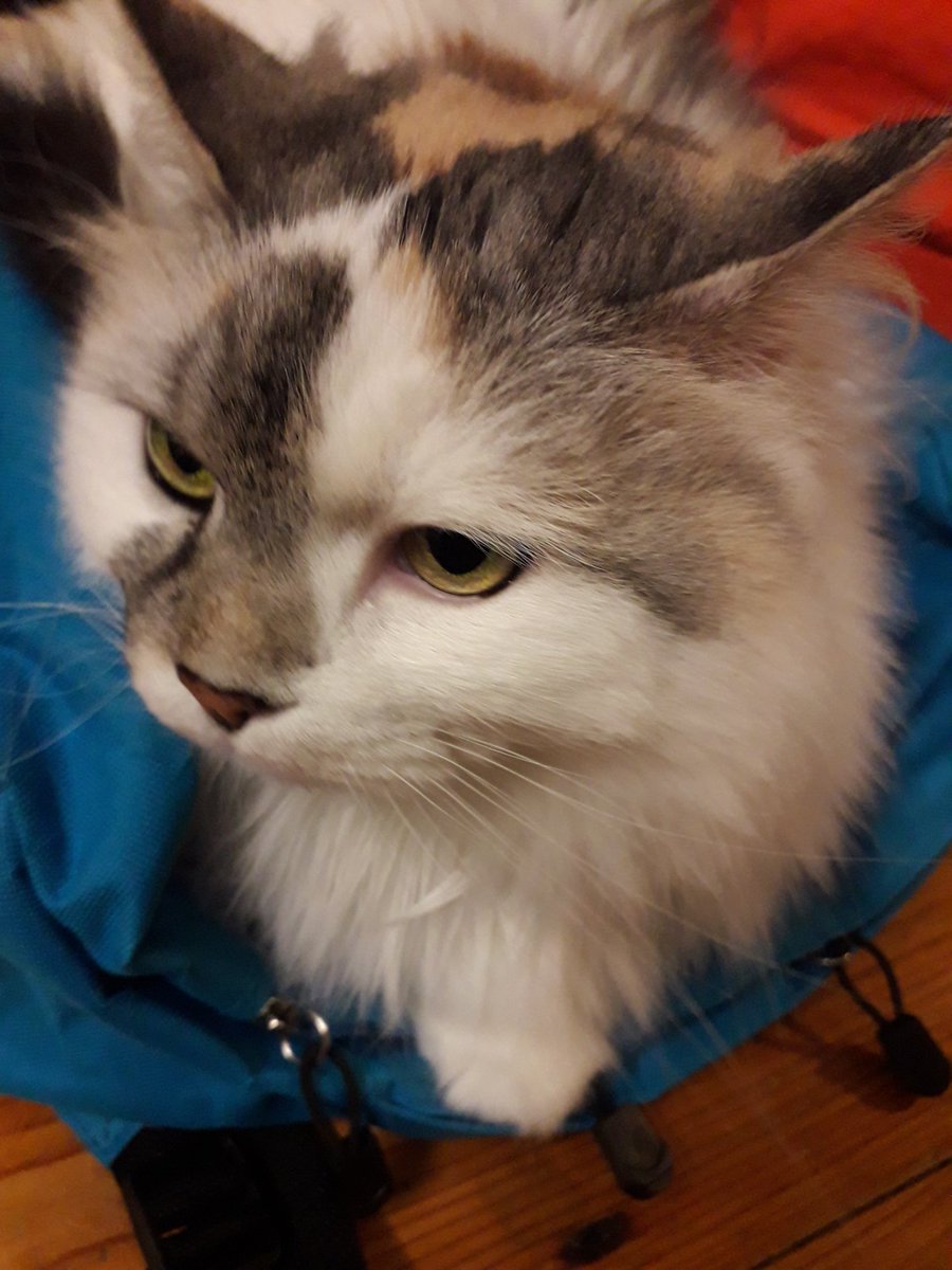 BrysonEVS's tweet photo. Oops, we nearly missed #loveyourpetday2020
Evidence, if needed, that cats too enjoy the #ErasmusPlusEffect 🐈🐱🦁😻😹
@EUErasmusPlus @erasmusplusUK @eurodeskUK @Eurodesk @BrysonGroup @BrysonCare https://t.co/po9EKRto0M