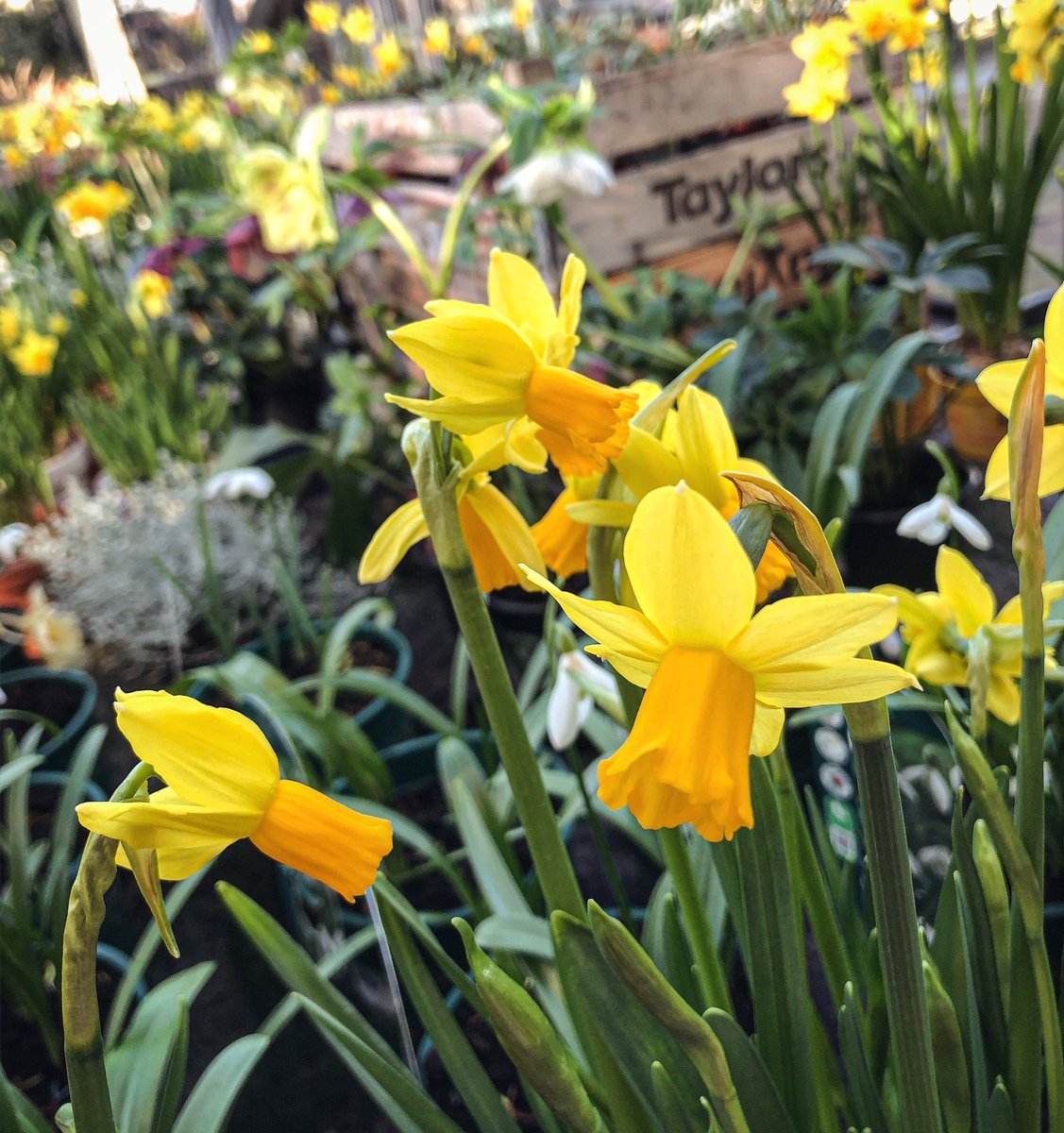 NewmansGC's tweet photo. Instant springtime! 🌼
#instantgardening #daffodils #SpringIsComing #bringonthesunshine #ThursdayThoughts #clockisticking #ThursdayMotivation #GardenersWorld https://t.co/sANtT9uhLT