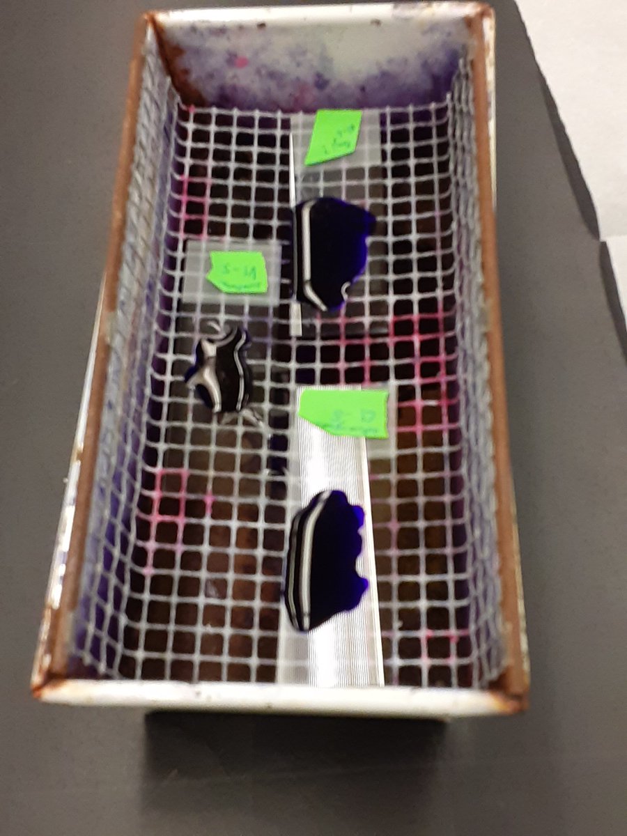 Astroeco_Morgan's tweet photo. #SoilEcology Examining morphological characteristics of #bacteria and #fungi using #gramstaining techniques (gram positive bacteria appear purple, gram negative bacteria appear pinkish)
(4/5)
#CornellSCS https://t.co/Rl0OeyQWng