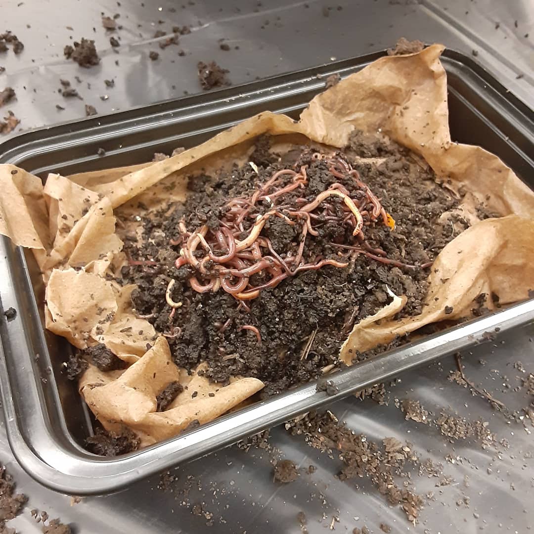 Astroeco_Morgan's tweet photo. #SoilEcology Creating #vermicompost (worm compost) bins to understand organismal #biodiversity and their roles in vermicomposting, as well as what environmental factors to consider when making a bin suitable for the needs of the earthworms and other organisms
(5/5)
#CornellSCS https://t.co/VjeJFt9q3O