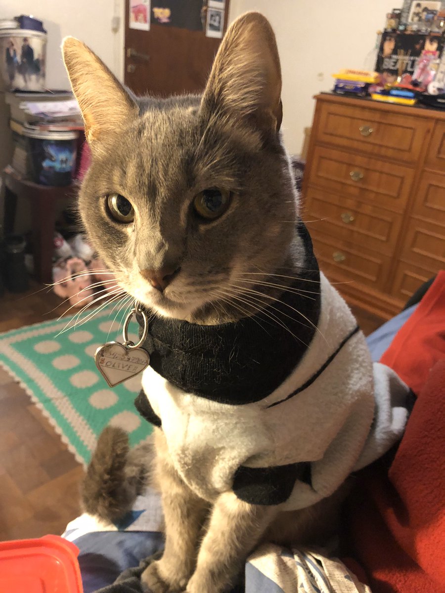 WitchyMore's tweet photo. @gatitos_qctd No podía elegir sólo una foto 🥺🥺 https://t.co/xXQ5utFdKC