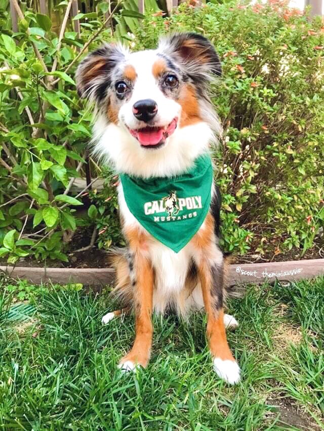 Happy #NationalLoveYourPetDay ! How will you be celebrating? 🐶🐱