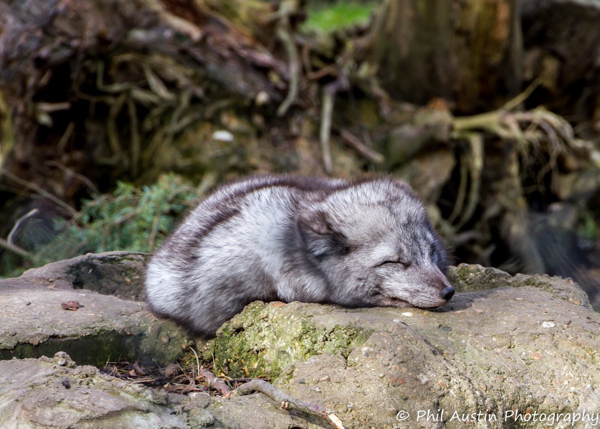 PhilAustin26's tweet photo. Arctic Fox taken @WildwoodTrust #wildlife #fox https://t.co/DV1KRYZ96W