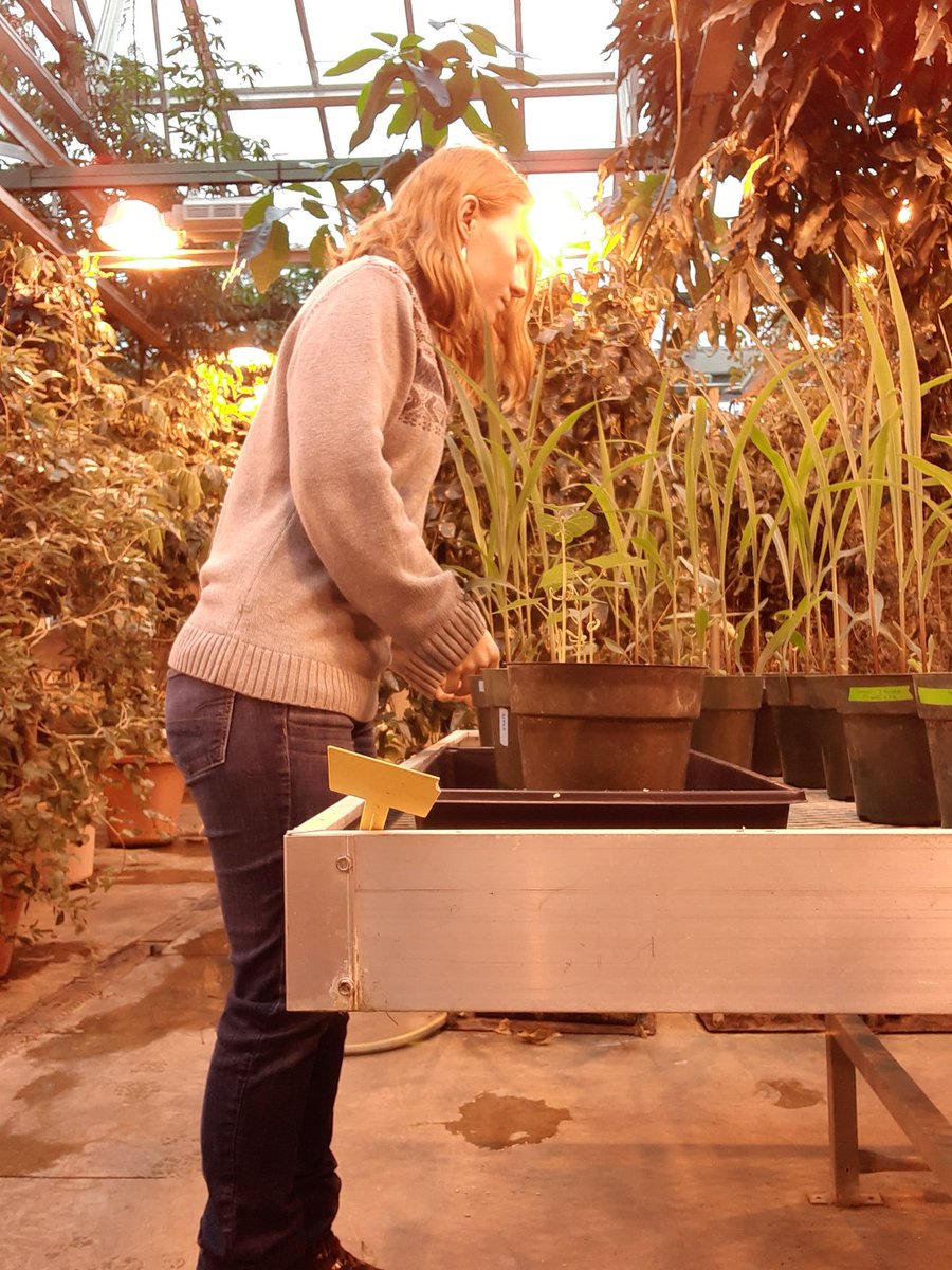 Astroeco_Morgan's tweet photo. Setting up and teaching a #soilecology #lab definitely keeps me busy! Here are some photos and descriptions from a few of the labs we have done so far!
(1/5) ππ
#CornellSCS https://t.co/sDKVfqFMbh