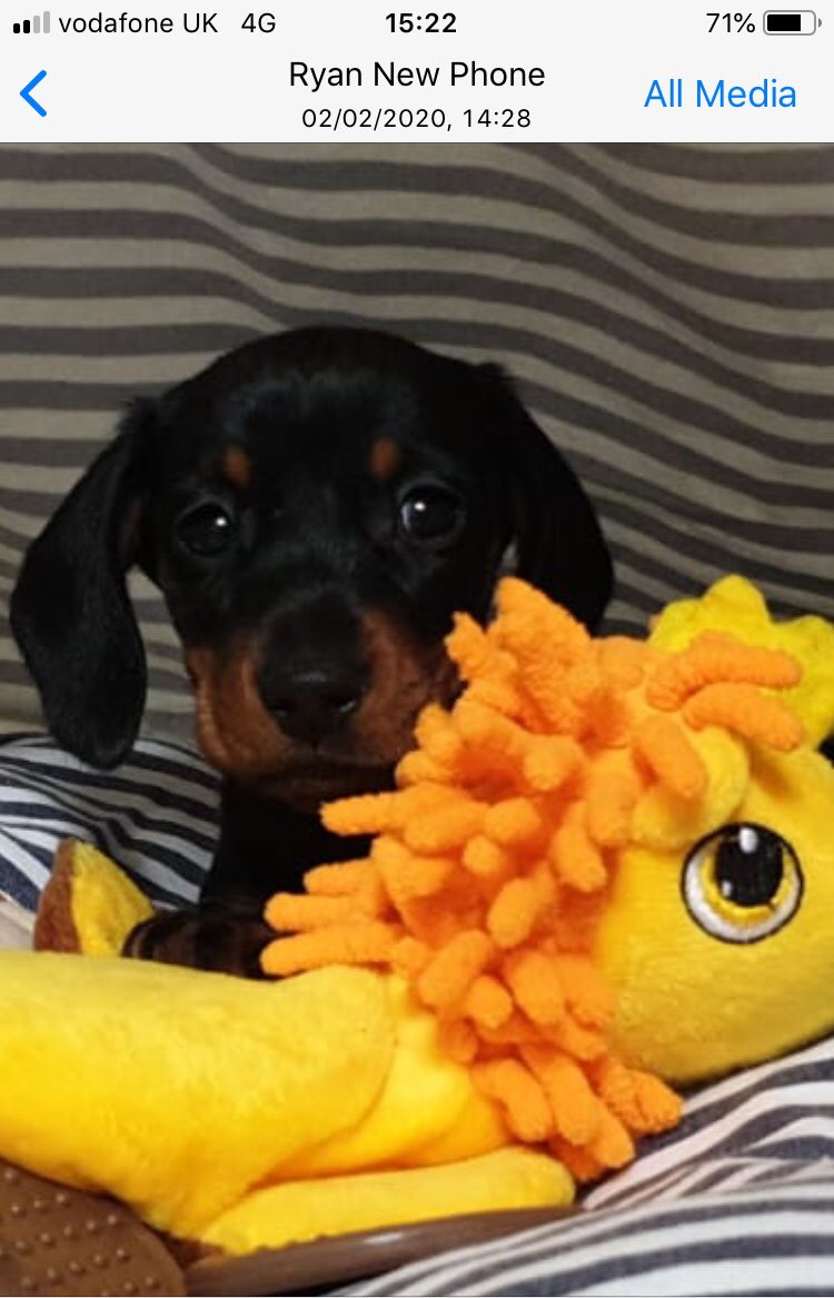 Lisa_C1's tweet photo. Loveyourpetday 🥰 https://t.co/wsPXgHdEKJ