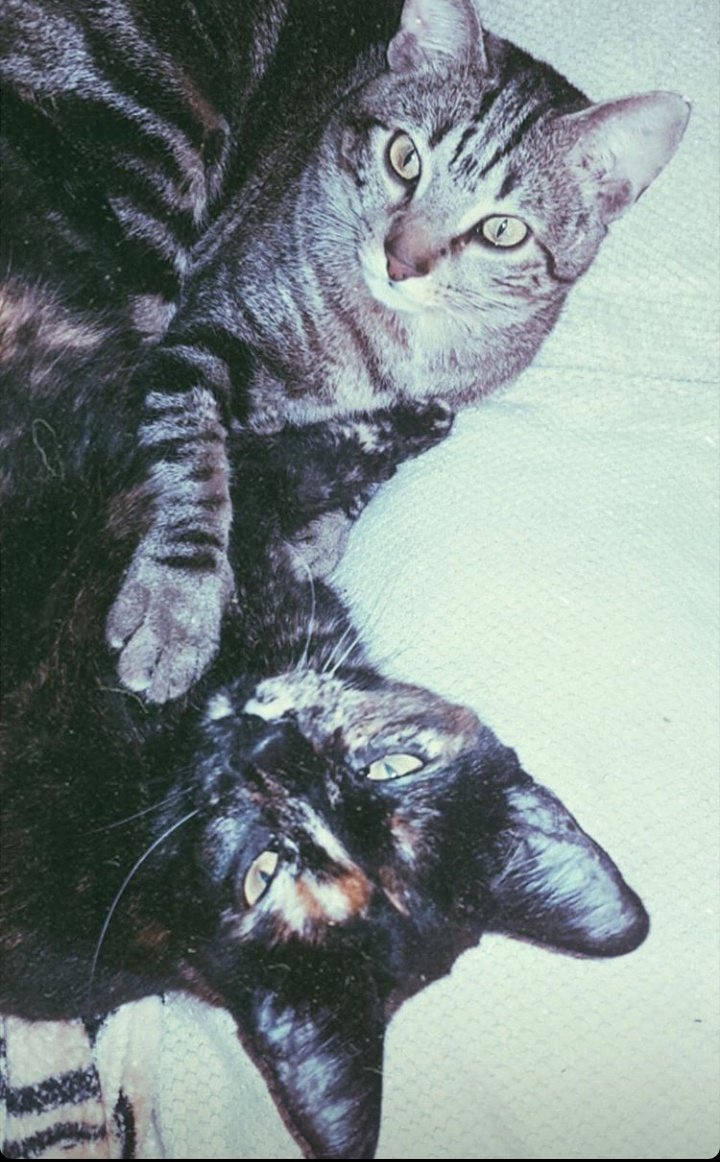 Neregma's tweet photo. Nunca cuelgo nada pero siendo #DiaMundialdelGato y con lo que quiero a mis hijos, se lo merecen. https://t.co/QO50jHbYVJ