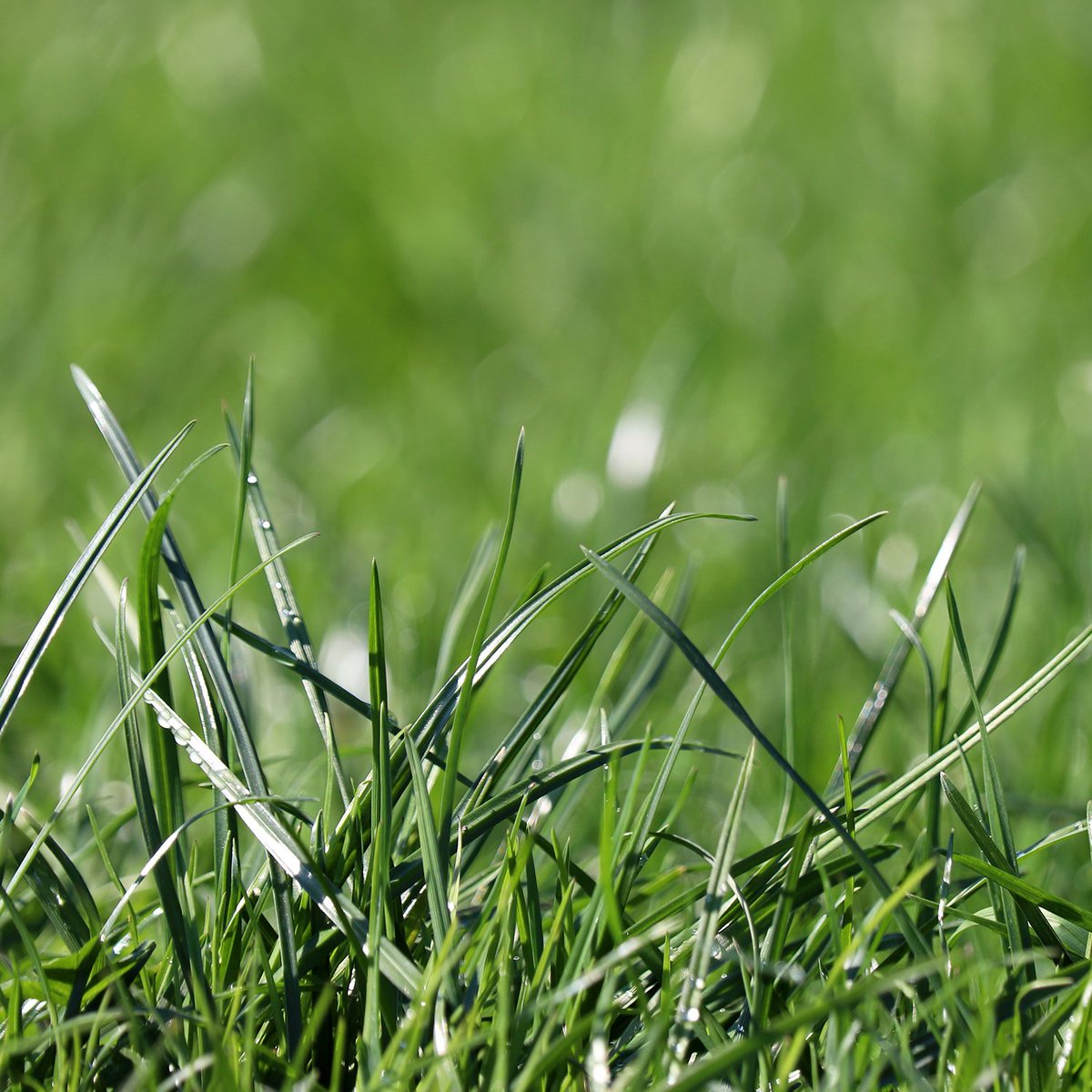 Scotts Lawn tweet media