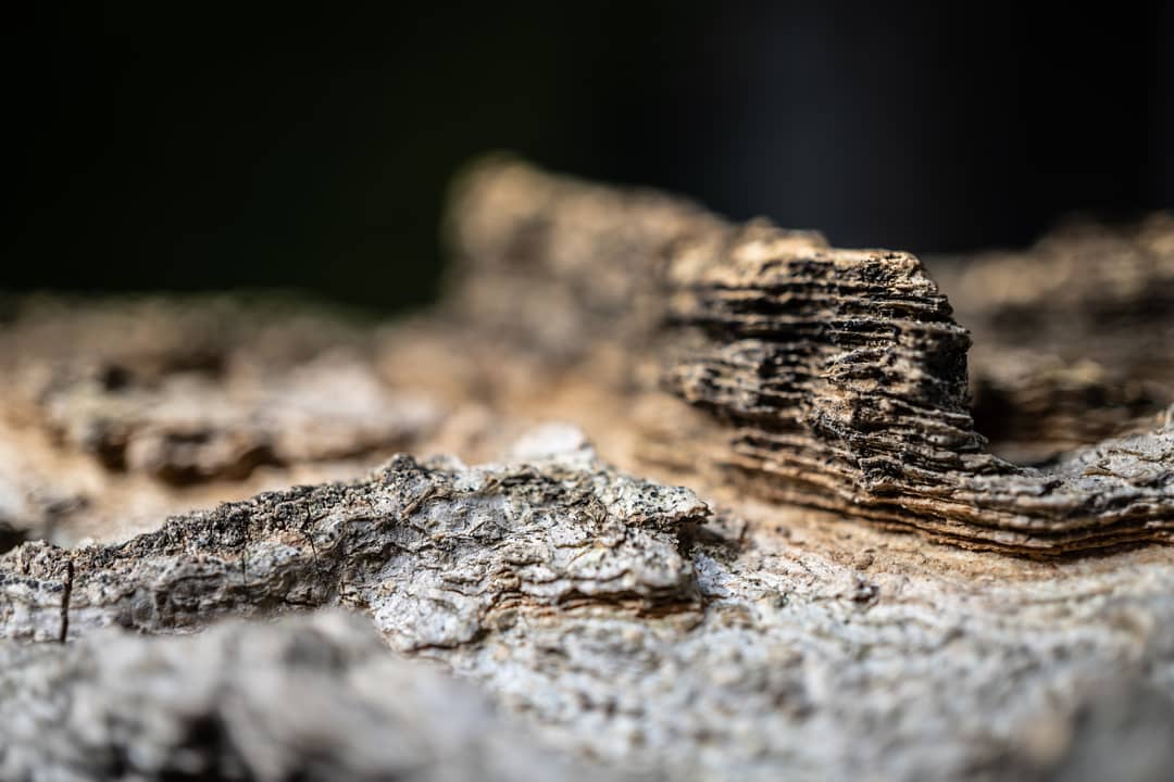 ChrisNolan_ca's tweet photo. Getting my #WinterTreeID on this weekend. First Saturday with #UrbanNaturalists at @HighParkNC (reg required) then Sunday @DPdiscovery (Free) 2-4pm. #WinterInDownsviewPark
Can you ID this bark #Toronto ? #TOTrees https://t.co/Kbdx0uuGOR