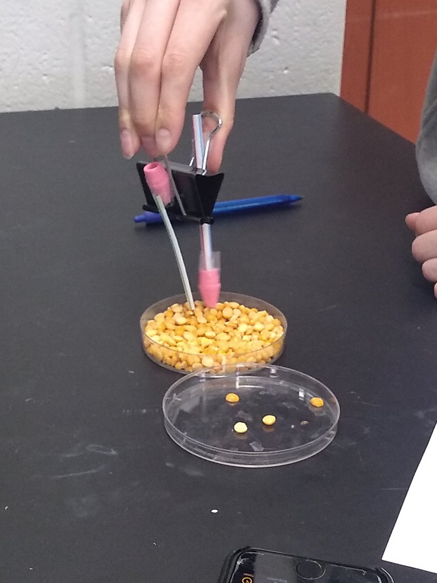 msqutub's tweet photo. We had some very creative "beaks" demonstrating the principles of natural selection today! #biologyclass #MTPSpride https://t.co/AjZoVWDbee