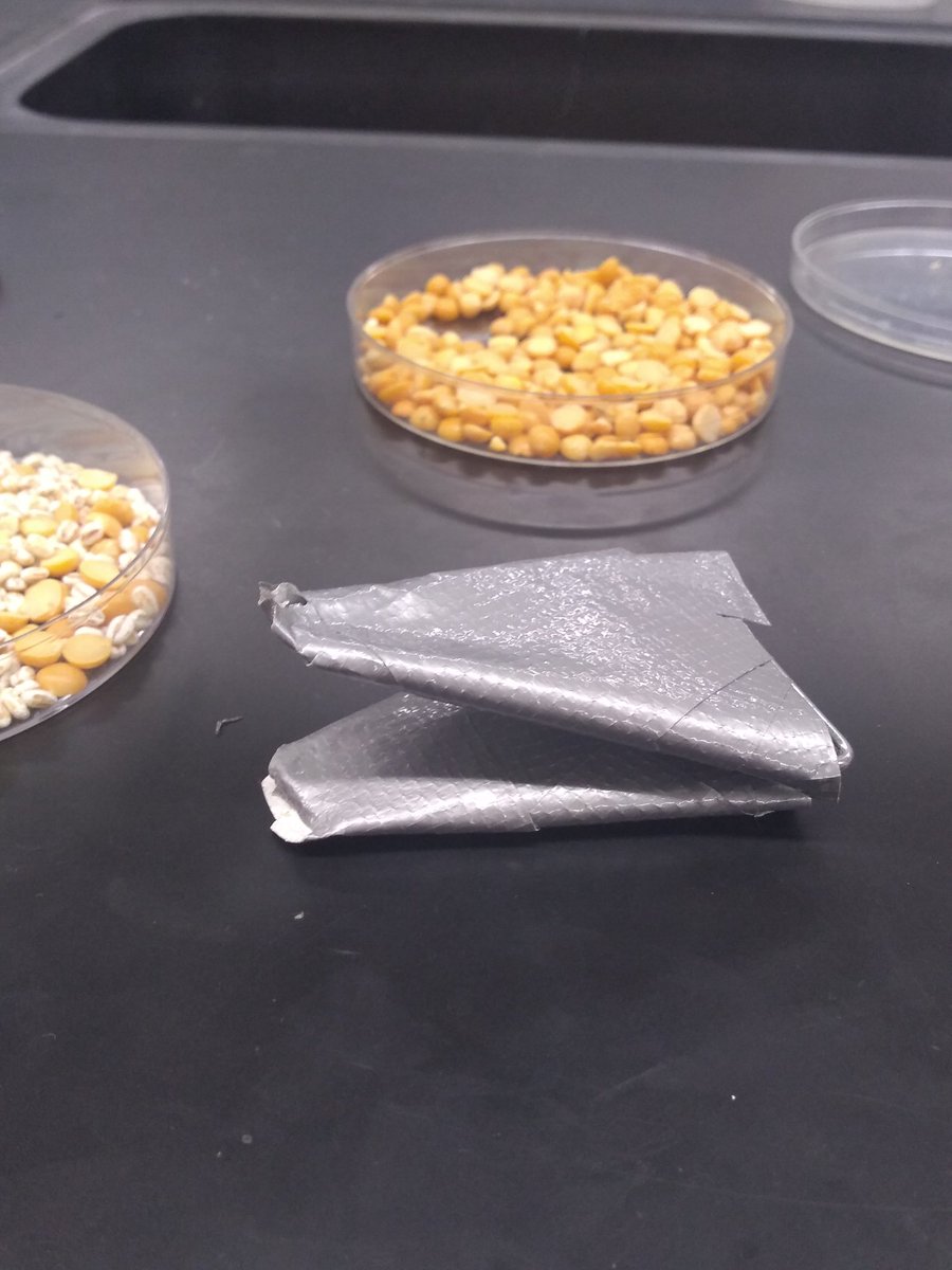 msqutub's tweet photo. We had some very creative "beaks" demonstrating the principles of natural selection today! #biologyclass #MTPSpride https://t.co/AjZoVWDbee