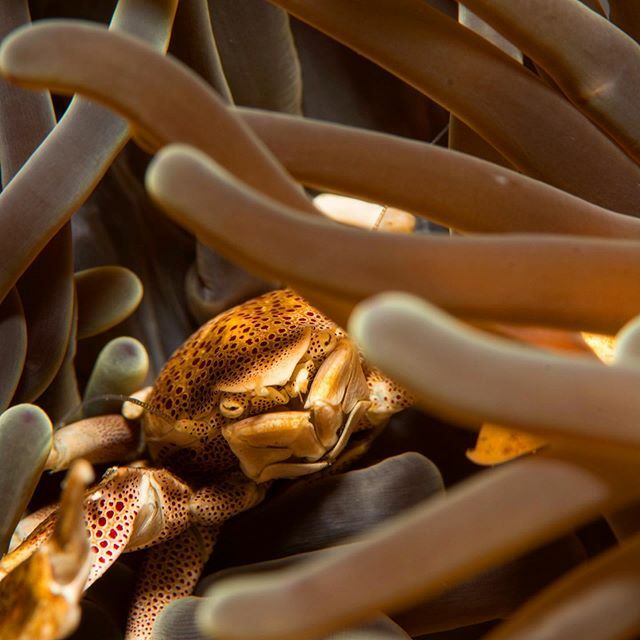 BigBlueFun's tweet photo. Mr.Crab

#bigbluefun #diving #scuba #scubadiving #scubainsta #underwater #coralreef #underwaterphotography #instadaily #sealife #natureonly #wildlife #natgeo #sea #ocean #spotmydive #reef #kings_underwater #marinelife #scubashooters #divephotoguide #uwph… https://t.co/3og2tiiXZo https://t.co/qrF6McCl74