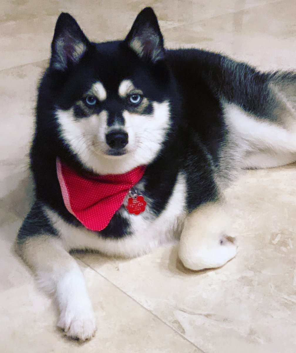 Happy National Love Your Pet Day, Zorro! #loveyourpetday 🐾🐾 <a href="/TheStrokeAssoc/">Stroke Association</a>
#stroke #LifeAfterStroke