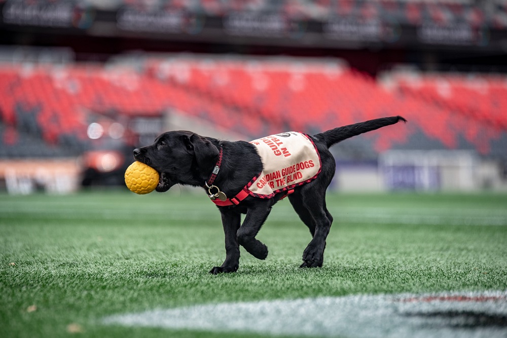 REDBLACKS's tweet photo. They grow up so fast!

Happy first birthday to the #RPuppies 🐶

#RNation https://t.co/okMgj7J4eP
