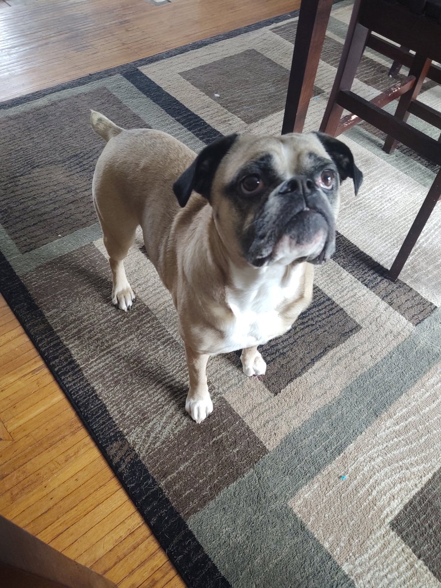 Penny Mini Bulldog tweet media