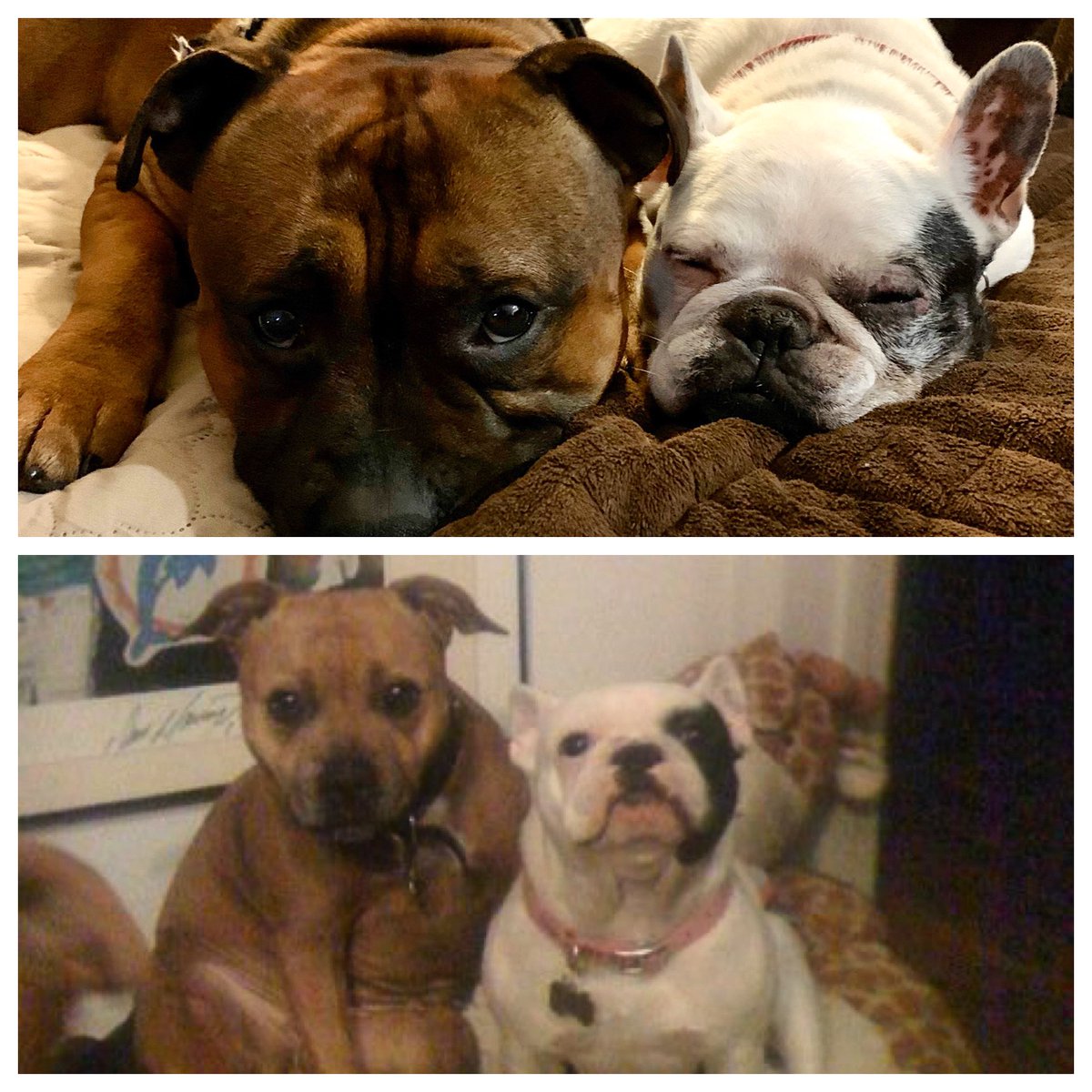 MyStaffords's tweet photo. Top: Claire & EJ last night
Bottom: Claire & Maxine (EJs great grandmother) ten years ago.
#housejudael #staffordshirebullterrier #piedfrenchie #seniorfrenchie #akcchampionshowdogs #linebred #jonestownx https://t.co/JZhiCz2epg
