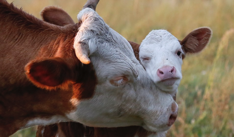 abs_tracs's tweet photo. The happiest of Mothers Days to all of the Mothers that make everyday possible.

#Biosecurity #Agriculture #Farming #MothersDay https://t.co/YVeASxDOdM