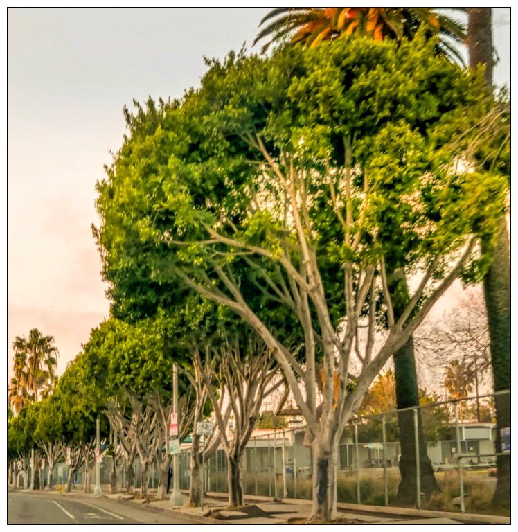 richardgreenla's tweet photo. LA seems to have unique trees on many streets. I’m going to start showing them here...
.
.
.
#vibegramz #la #campeveryday #natgeotravel #global4nature #awesomeglobe #naturephotography #lacphoto #richardgreenla #shooters #trees #treesofinstagram #latrees https://t.co/czGw9K3rsA