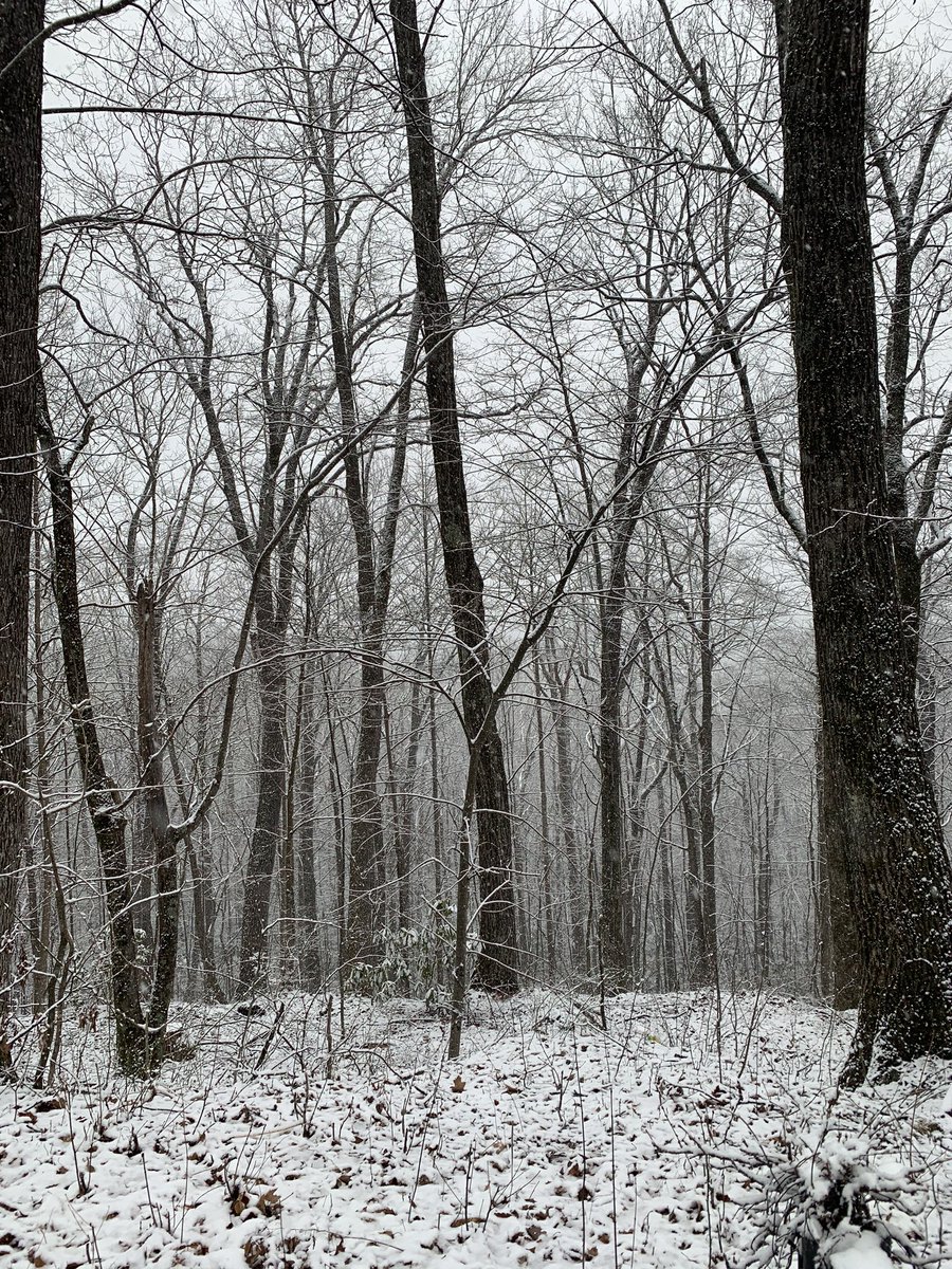 HendoLife's tweet image. #winterstormnash #hendolife #snowday #pisgahforest @WLOS_13 @BlueRidgeNow