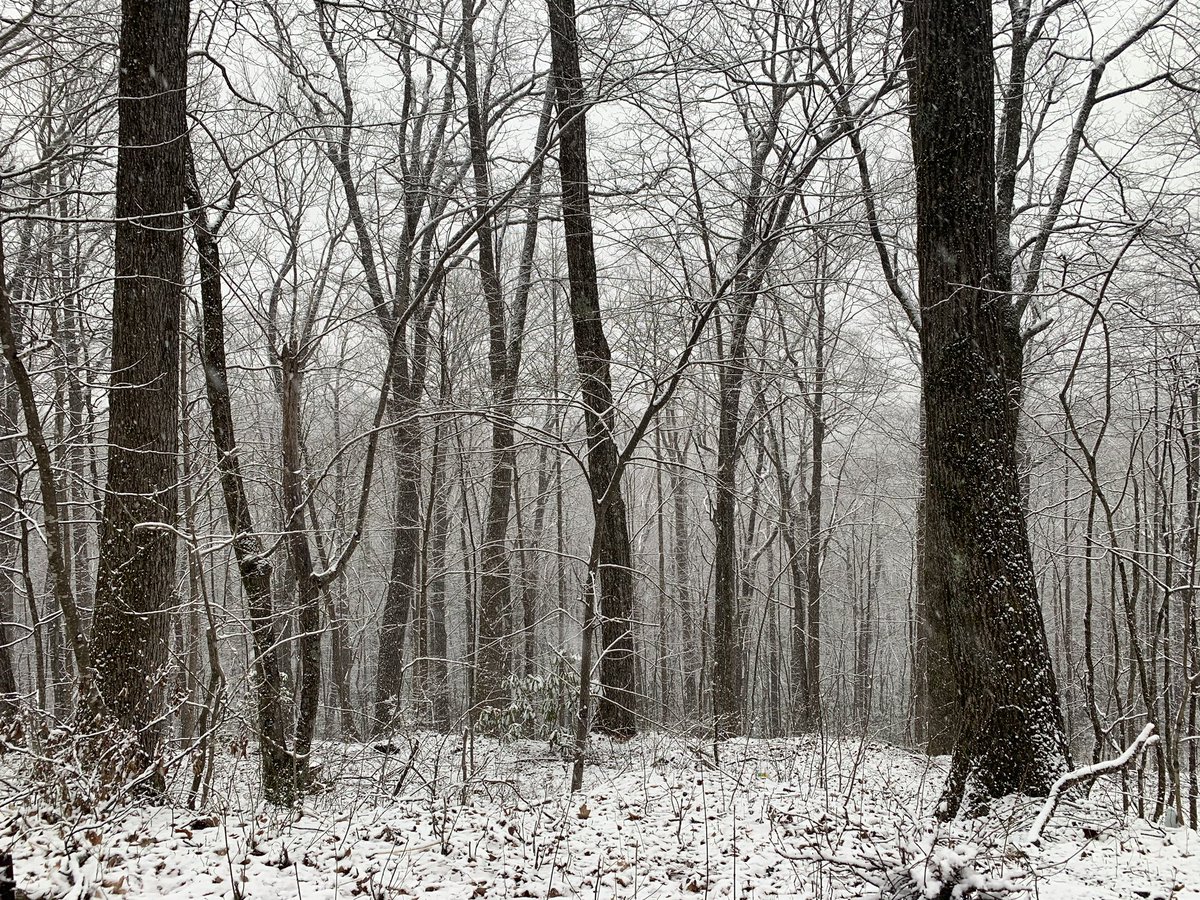 HendoLife's tweet image. #winterstormnash #hendolife #snowday #pisgahforest @WLOS_13 @BlueRidgeNow