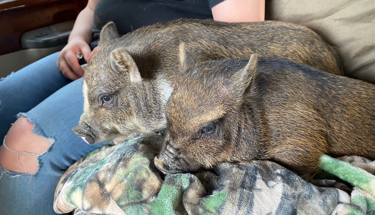 CrawlSpaceDoors's tweet image. #LoveYourPetDay #Ruger #Kenly our newest family members