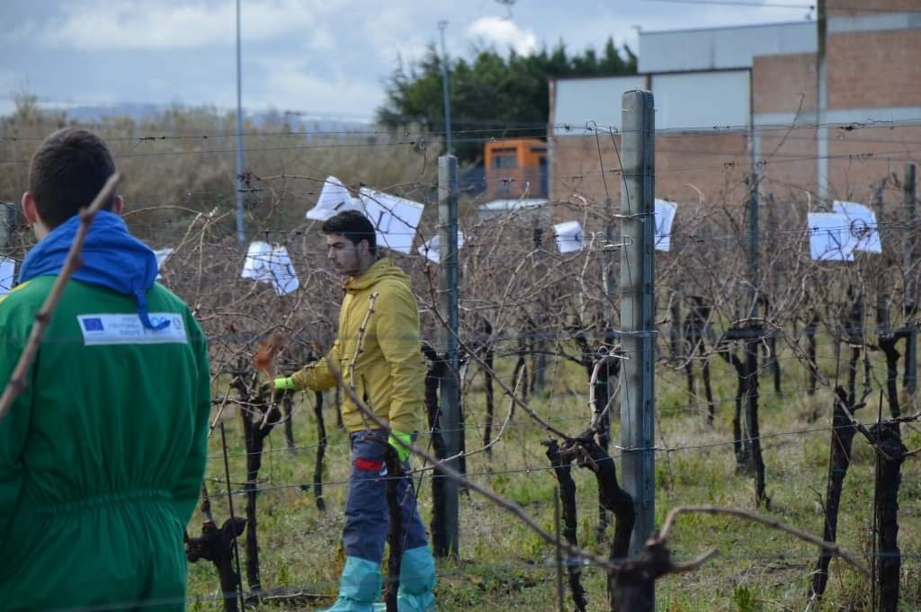 ColtureLm's tweet photo. #Giornata #dedicata alle #innovazioni in #campo #viticolo ed #enologico presso l'#ITAS #Ridolfi #Zimmarino di #Scerni, con il #campionato #regionale di #potatura della #vite https://t.co/PhoIKzGUbH https://t.co/nn0Tca0sPP