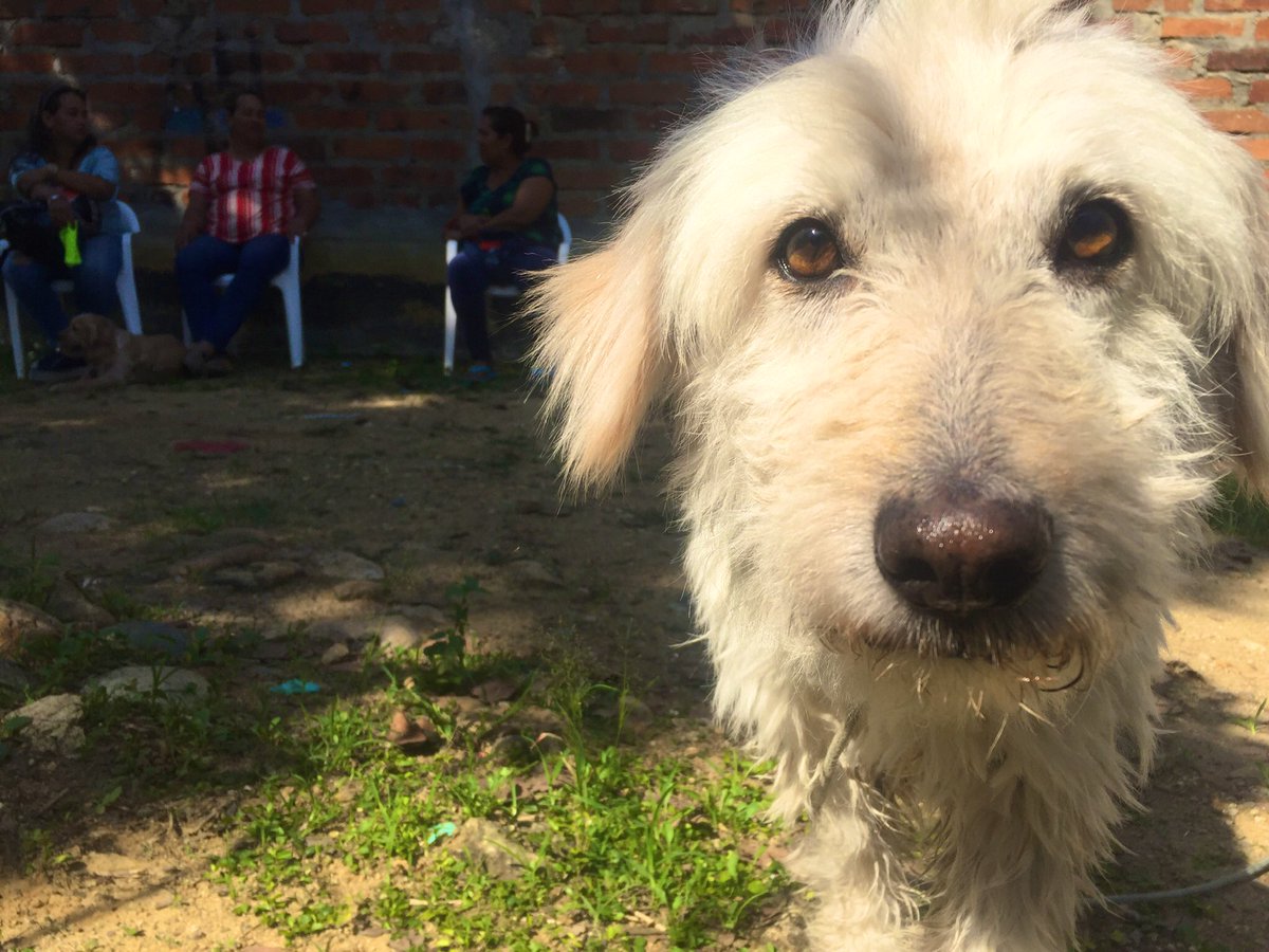 NuevoLiderazgos's tweet photo. #AEstaHora desde @NuevoLiderazgos y sin interrupción en 2020, cuidado de Bienestar Animal 🐈 y 🐕 

Con más voluntarios se fortalece cultura de SOLIDARIDAD en #CiudadNorteCiudadJardín

#CNLColorados https://t.co/37zGSuA2pA