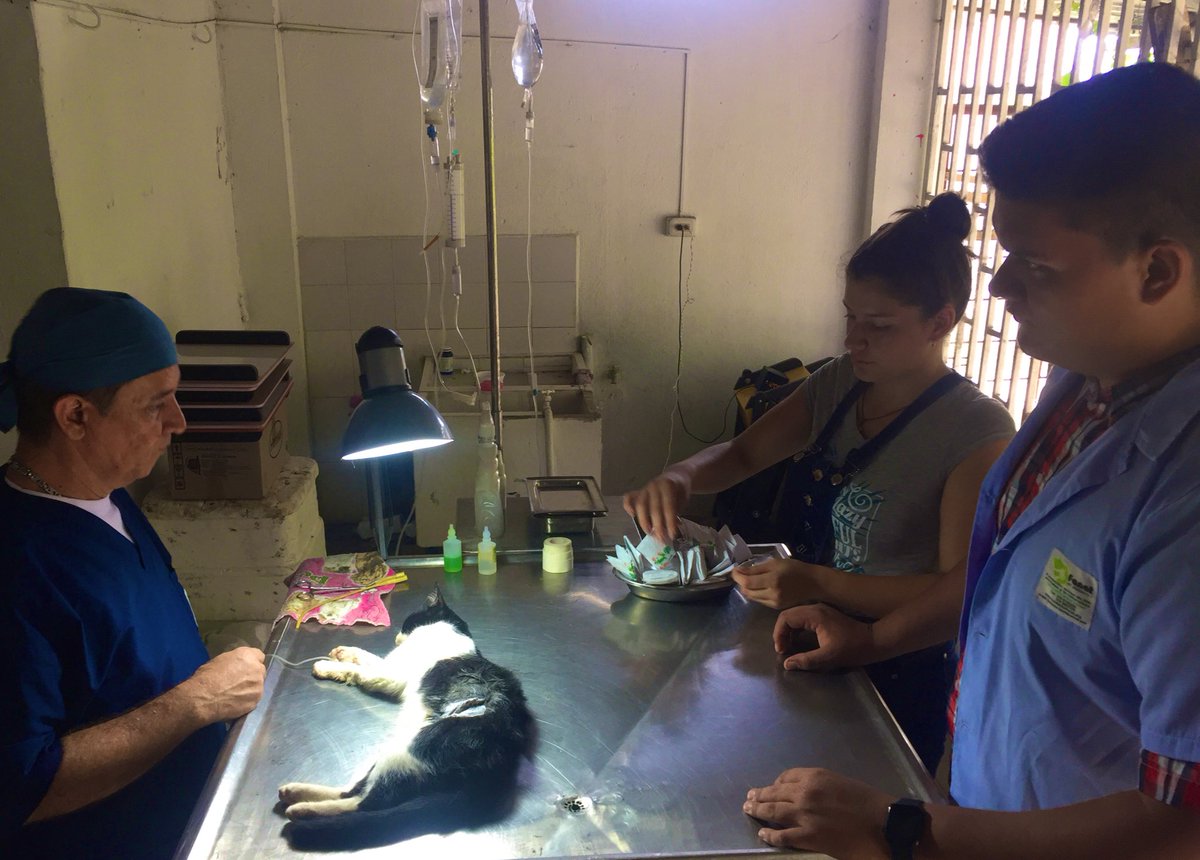 NuevoLiderazgos's tweet photo. #AEstaHora desde @NuevoLiderazgos y sin interrupción en 2020, cuidado de Bienestar Animal 🐈 y 🐕 

Con más voluntarios se fortalece cultura de SOLIDARIDAD en #CiudadNorteCiudadJardín

#CNLColorados https://t.co/37zGSuA2pA