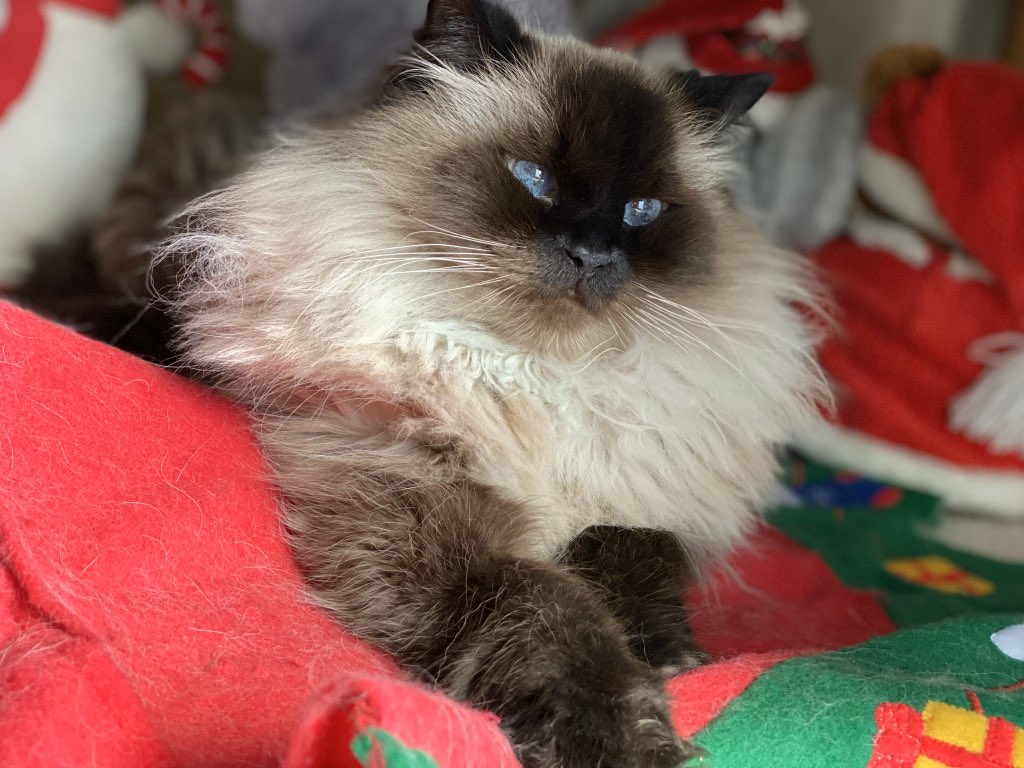 dawnkc1111model's tweet photo. I love my kitty! He’s a big fat fluffy furball named Fluffy! Aka Stinky Butt Man aka Worm Boy! He is crazy cute and loves to play!❤️😊🙏🏻 #NationalLoveYourPetDay #LoveYourPetDay #CatsOfTwitter #himalayancat https://t.co/WnqRiuQ284