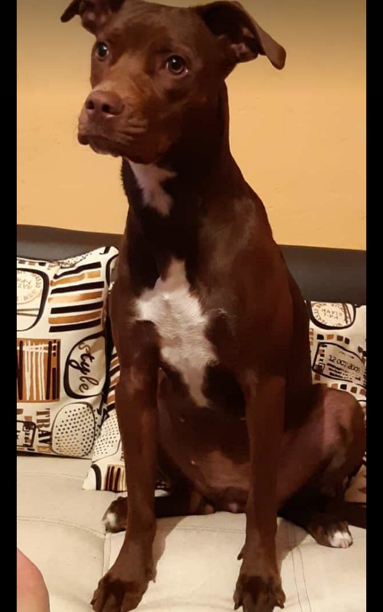 dmarrgon's tweet photo. #20Feb2020 La mas querida de mi sobrina y el dueño del apartamento de mis padres
#LosMejoresAmigos
#LosDueñosDeLaCasa https://t.co/Yu21Rxa5G0