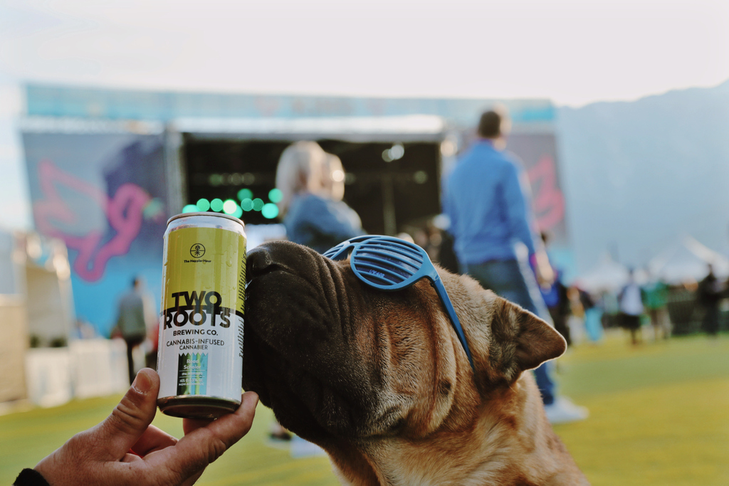 tworootsbrewing's tweet photo. Throwback to one of our favorite moments from last year, meeting this dude 🍻#LoveYourPetDay⁠ | #tworootsbrewingco #cannabisculture #cannabisinfused https://t.co/cYwcyZRRhS