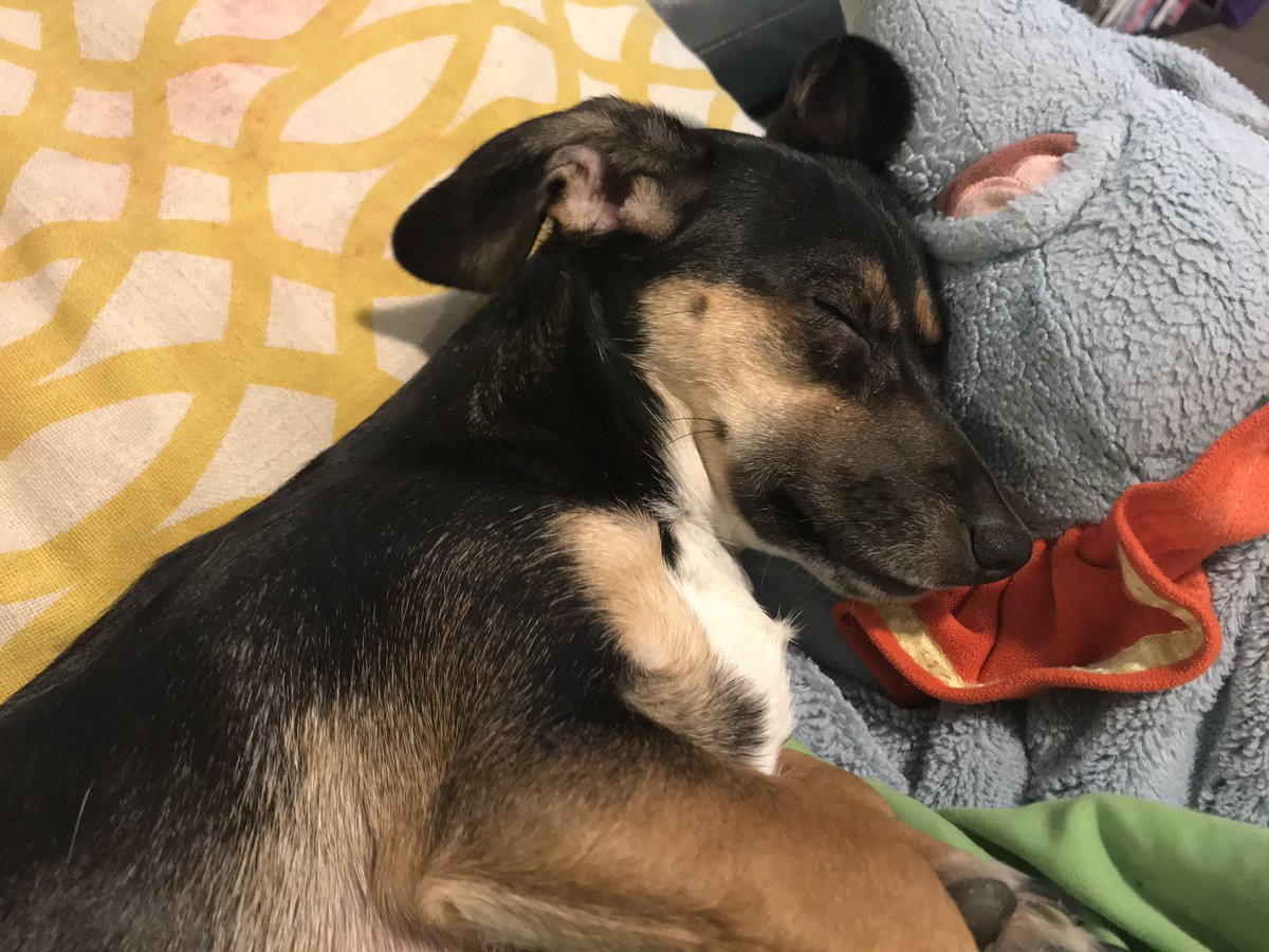 My sweet little puppy 🐶 is all tired out from playing!! #happynationalloveyourpetday #Dogs #NationalPetDay ♥️🐶