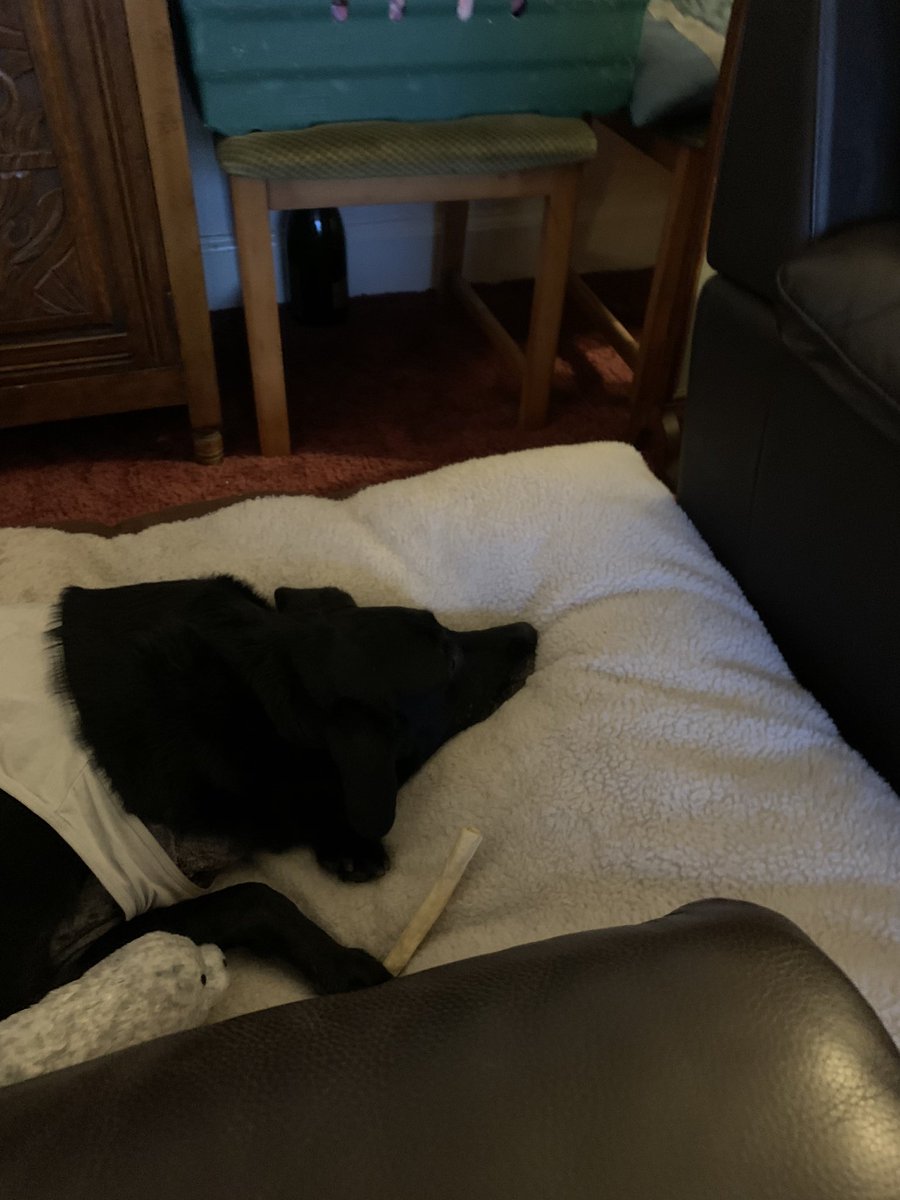 BenMegandMog's tweet photo. Wee Ben recovering from an operation yesterday at #GordonVets . Course got his fav bus 26 @on_lothianbuses up to Musselburgh . @CSlowther @dgslgbt sorry ben & I @JohnSJohnston1 couldn't make tohappyfest @DunbarGrammar @LgbtNorth @EdinDogCatHome @derekdigital @LGBTY @PinkSaltire https://t.co/ij8qMVEy4b