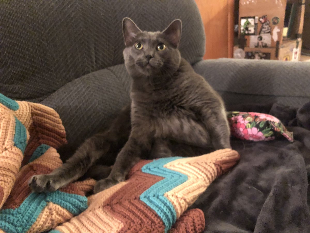 special needs cats near me