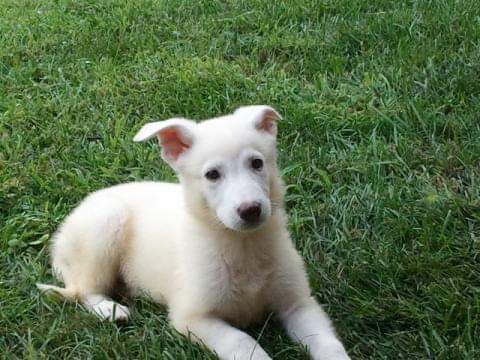 LeslieSpoltore's tweet image. Happy #NationalLoveYourPetsDay 
#PetsMakeADifference