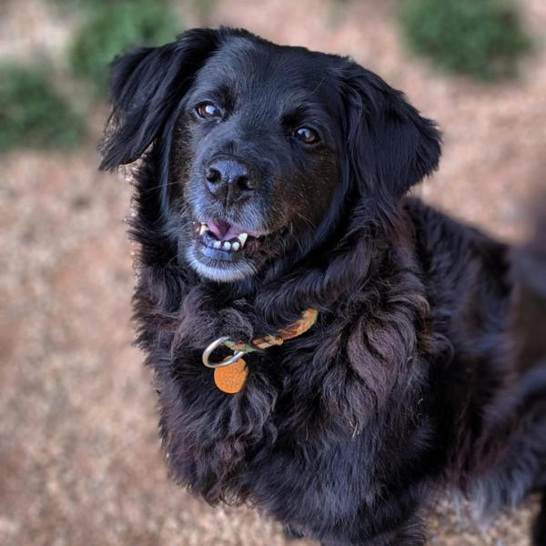 Hi, I'm Khaleesi! 👋

I came from a neglect case in Mississippi. I’m a senior lady &amp; would prefer a calm home to relax and live out my golden years with you, though I love walks &amp; exploring! 

I've been waiting a long time for a home. 💔

Please meet me <a href="/HomewardTrails/">Homeward Trails</a> in VA!