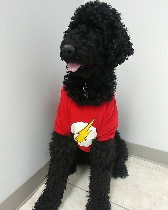 RAM_ENG_Inc's tweet image. Winston trying to fit in at the office on National Pet day 😀 #nationalpetday ift.tt/2SK1DEz