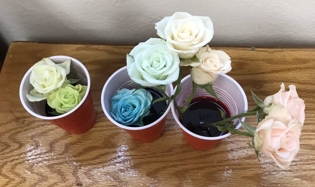 MsLynnNSE's tweet photo. Student have been enjoying learning about plant basic needs. So we decided to do an experiment with roses and food coloring. What color will they be. #February20nse https://t.co/ytROxfFGb4