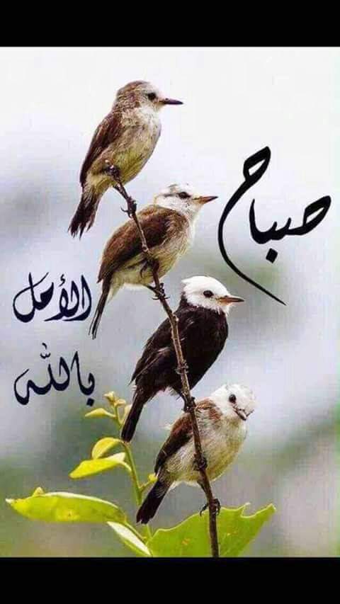 احبتي اسعد الله صباحكم جميع وحفظكم الله اينما كنتم اللهم امين يارب العالمين اليوم هو الجمعه فصلو على الحبيب المصطفى واستغفر الله عليه افضل الصلاة والسلام
