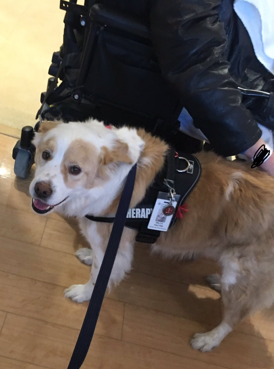 masttherapydogs's tweet photo. Wilco, Roscoe and Aria love spending time with the veterans at the FHCC every Thursday. #mast #therapydogs #communityservice #therapydogsrock https://t.co/h1uCFDPOss