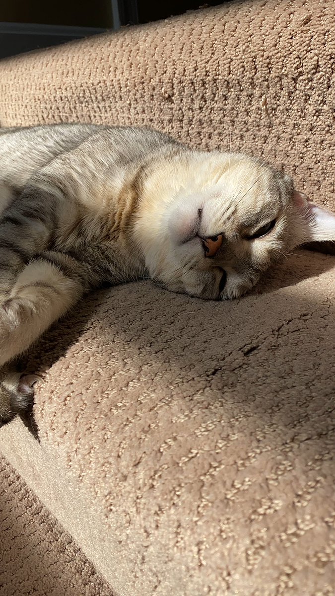 KennaPoulos's tweet photo. Love my pretty boy, Jaxamo, even when he’s meowing at the top of his lungs at 5am 🤦🏼‍♀️😻 #LoveYourPetDay https://t.co/Yu8MooVlos